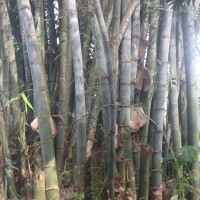 Dendrocalamus giganteus Munro
